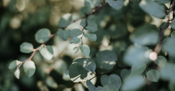 Osteopathic Manipulation