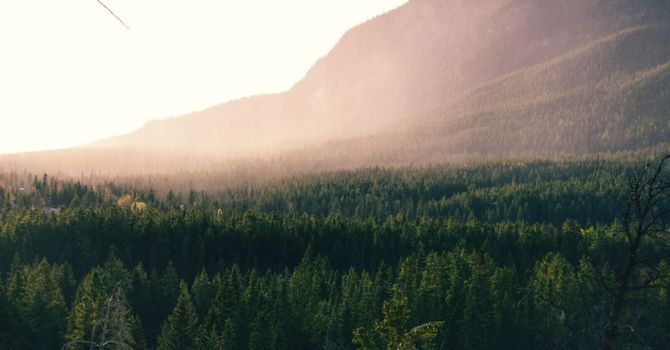 Nutritional Supplements