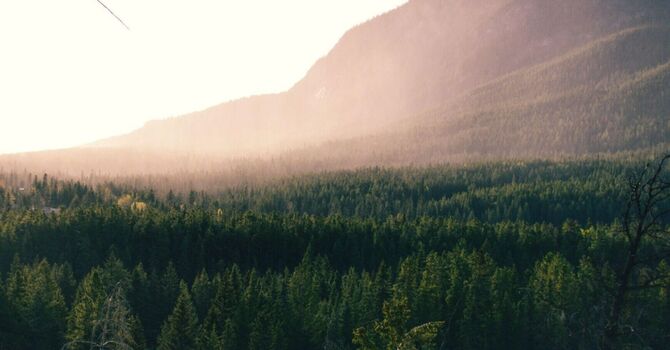 Nutritional Supplements