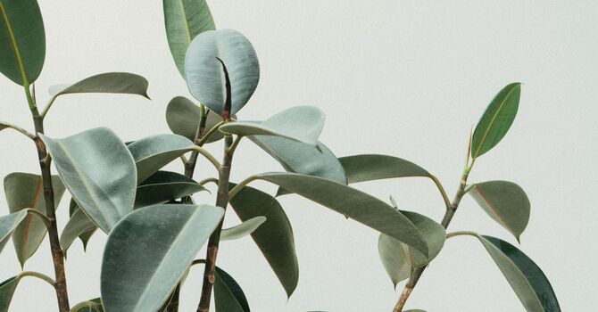 Osteopathic Manipulation