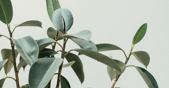 Nutritional Supplements