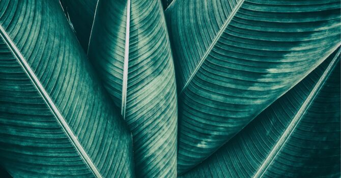 Integrative Medical Consultation